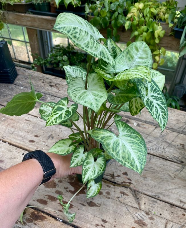 Syngonium White Butterfly 4&quot; Pot