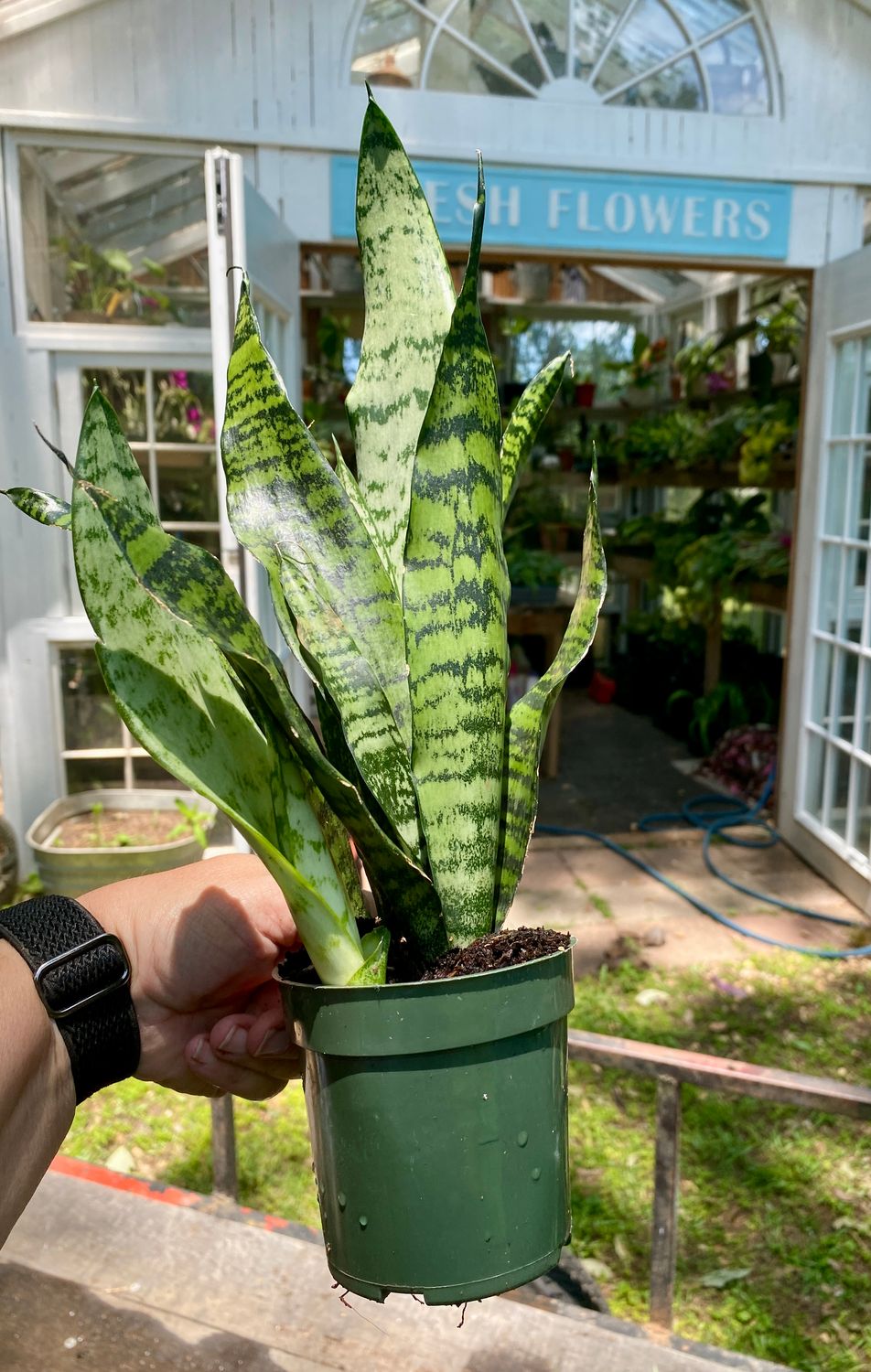 Sansevieria &#39;Zeylanica&#39; Snake Plant 4&quot; Pot