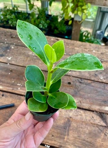 Autograph Tree Plant or Clusia Rosea Princess Copey Balsam Apple 2&quot; Pot Live Plant