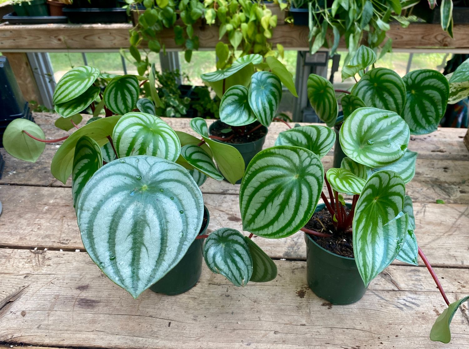 Peperomia Watermelon 4&quot; Pot