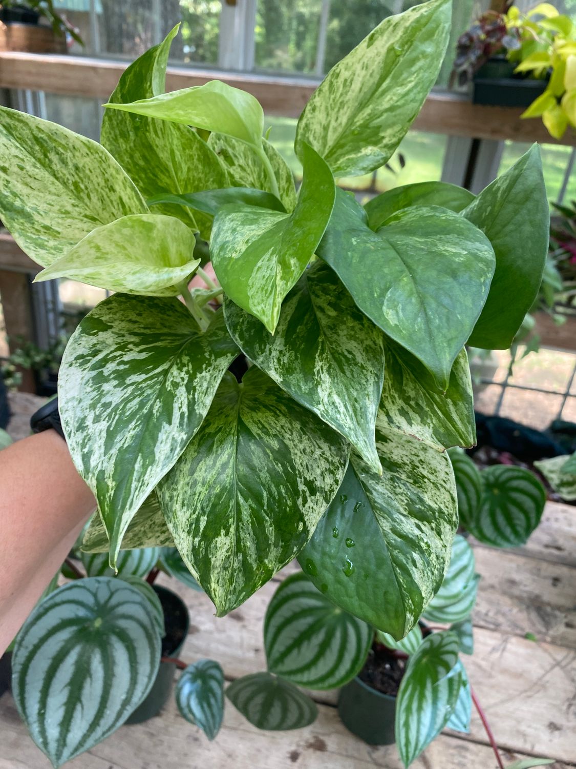 Pothos Marble Queen 4&quot; Pot