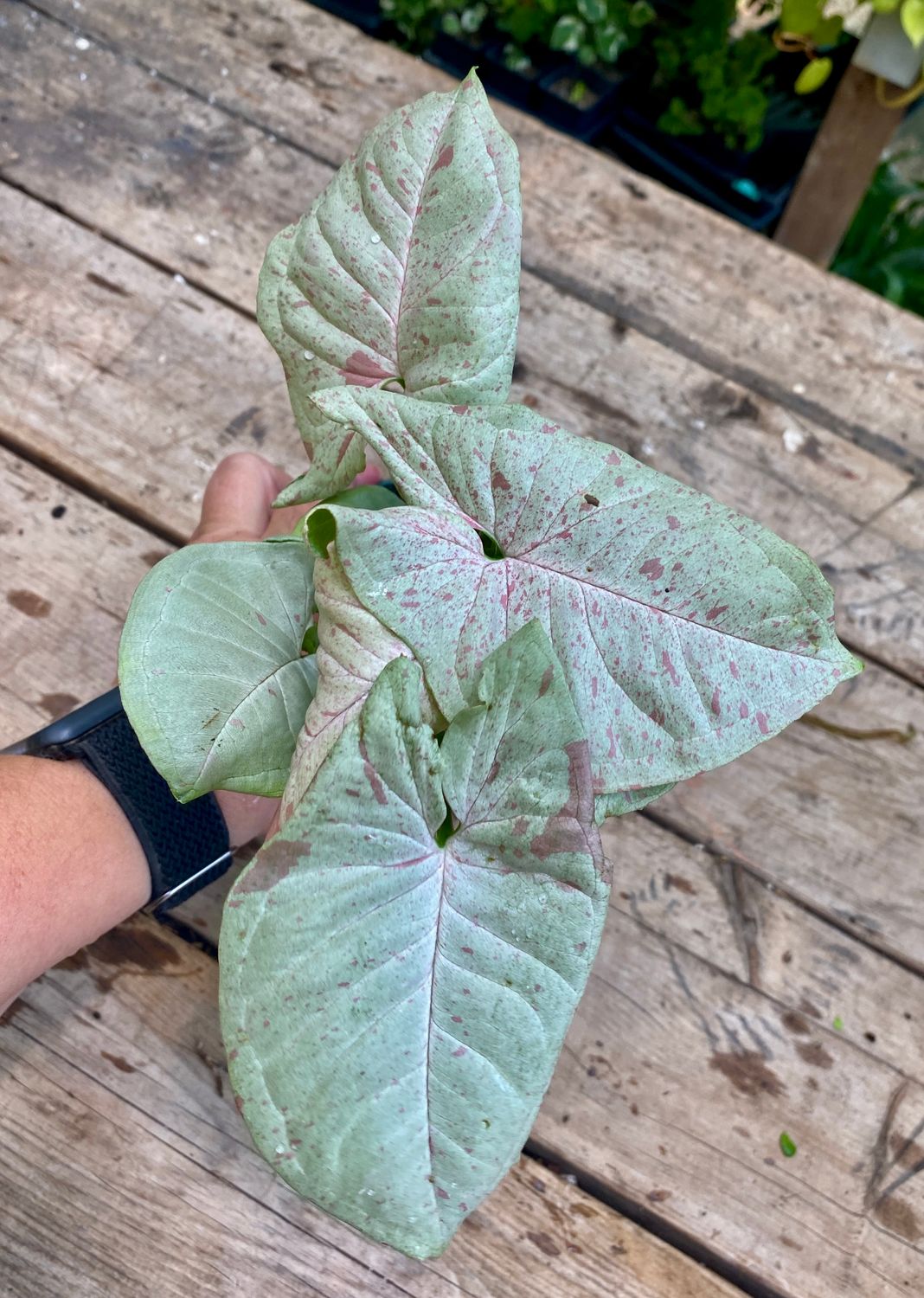 Syngonium &#39;Confetti&#39; 4&quot; Pot