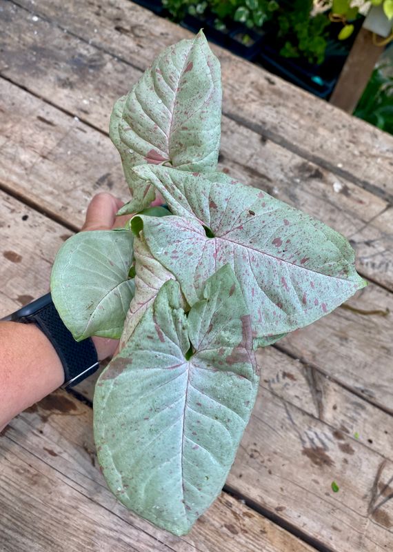 Syngonium &#39;Confetti&#39; 4&quot; Pot