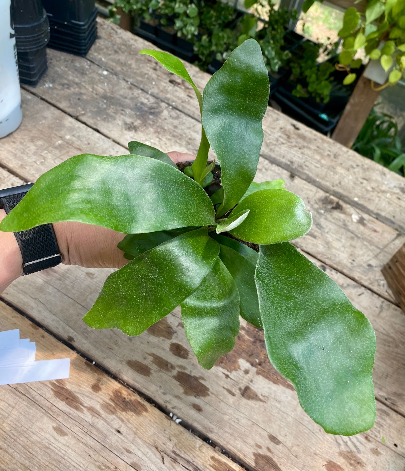 Fern Staghorn Platycerium Bifurcatum Netherlands 4&quot; Pot Live Plant
