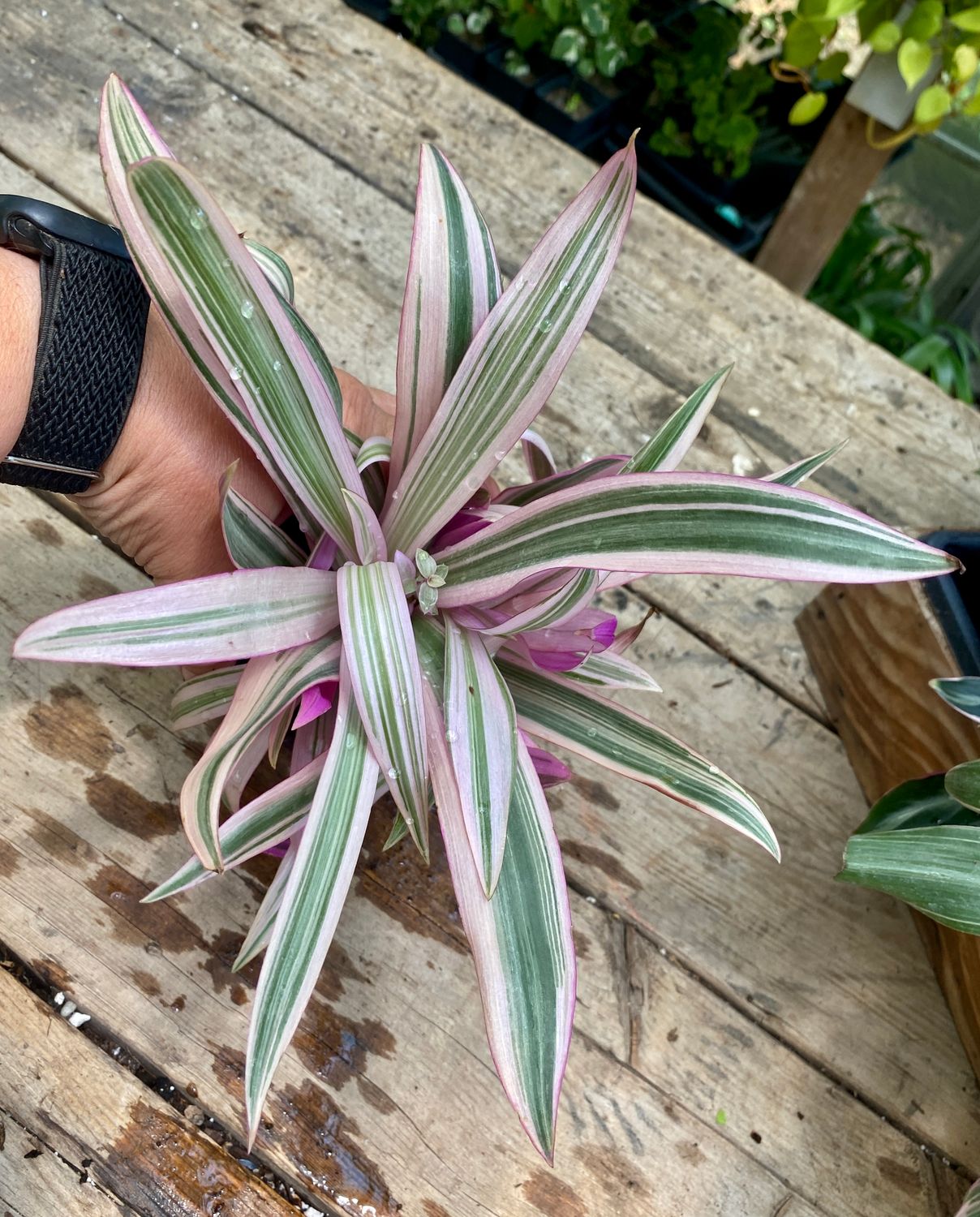 Oyster Plant &#39;Moses in the Cradle&#39; 4&quot; Pot