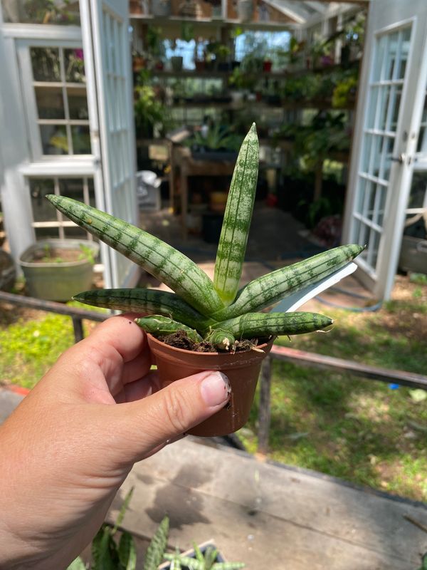 Sansevieria Starfish Snake Plant 3&quot; Pot