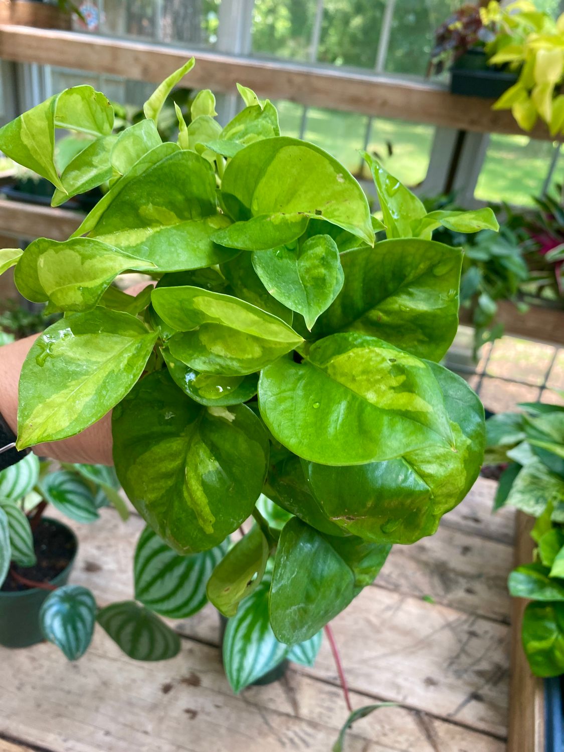 Pothos &#39;Global Green&#39; 4&quot; Pot