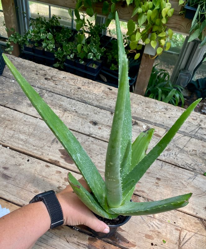 Aloe Vera Barbadensis Mill Burn First Aid Plant True Aloe 4&quot; Pot Live Plant