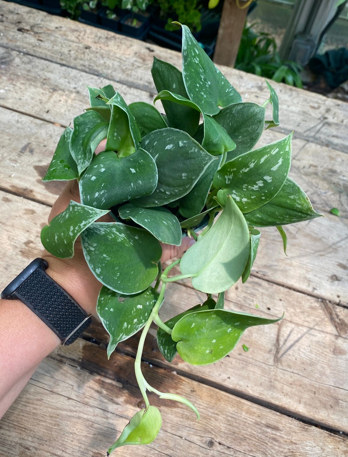 Pothos Satin 4&quot; Pot