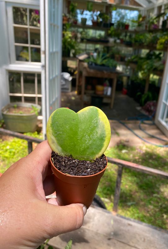 Hoya Heart Variegated 3&quot; Pot