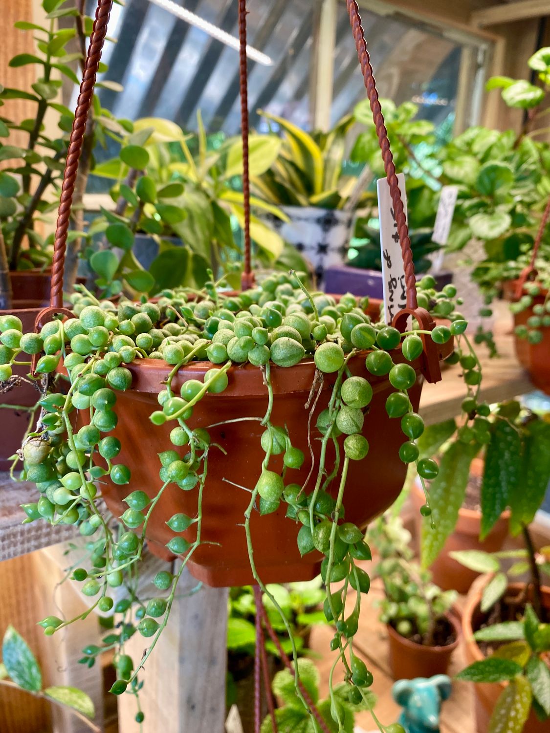 Hanging Basket String of Pearls 4&quot; Pot