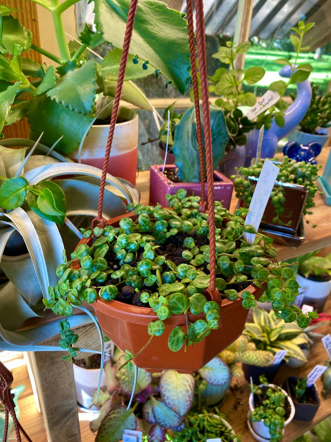 Hanging Basket String of Turtles 4&quot; Pot