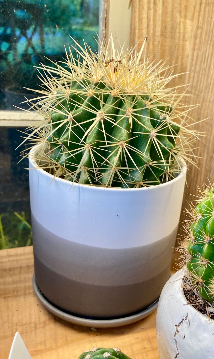 Barrel Cactus with Ceramic Pot White &amp; Gray