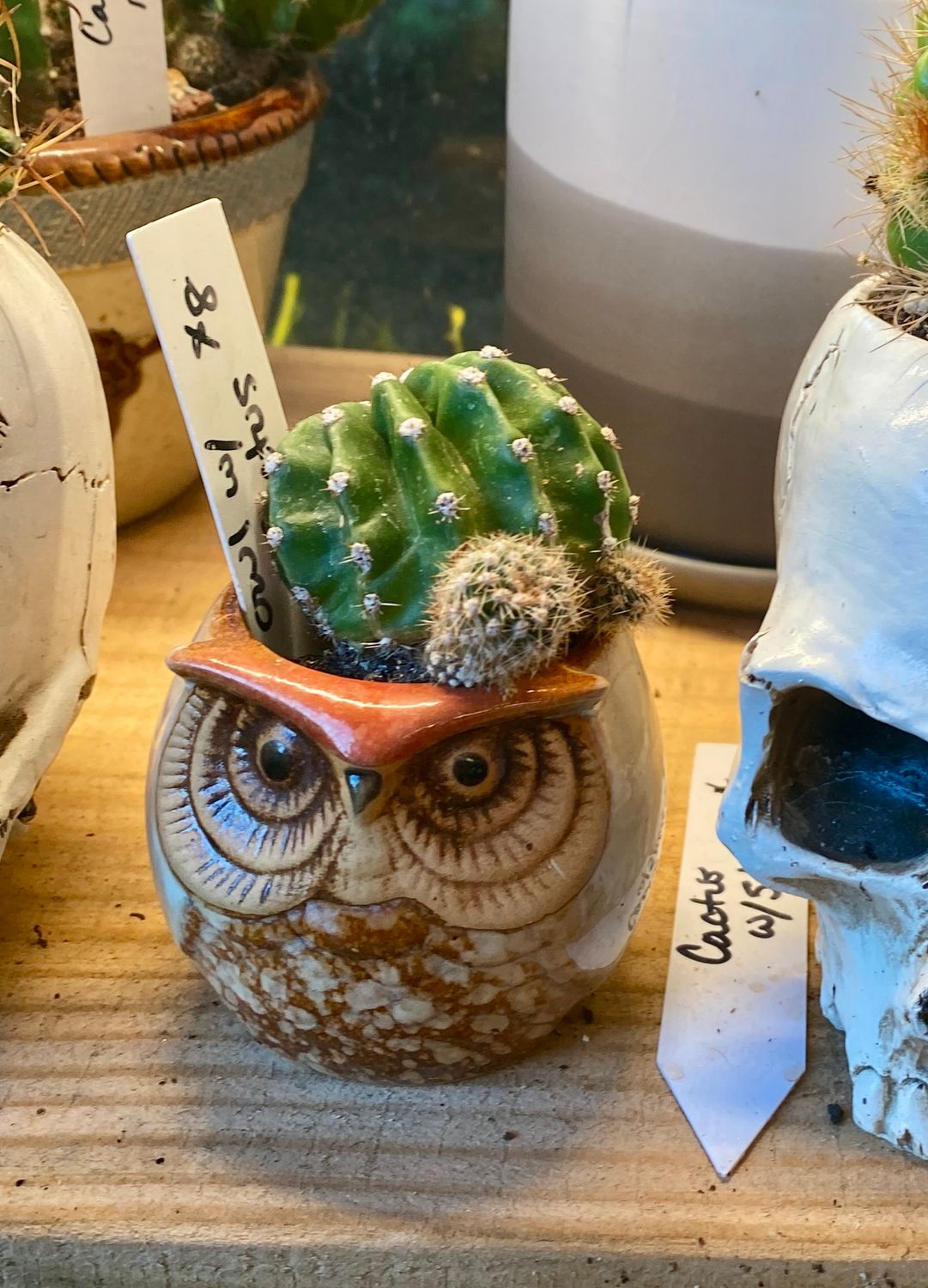 Little Cactus in Small Owl Planter