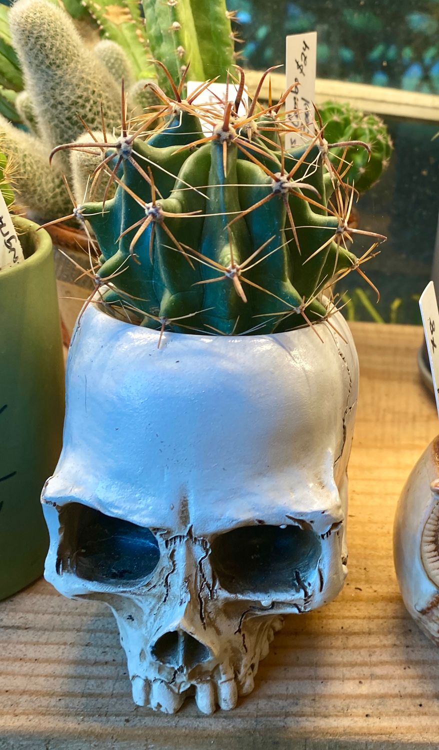 Cactus in Skull Planter