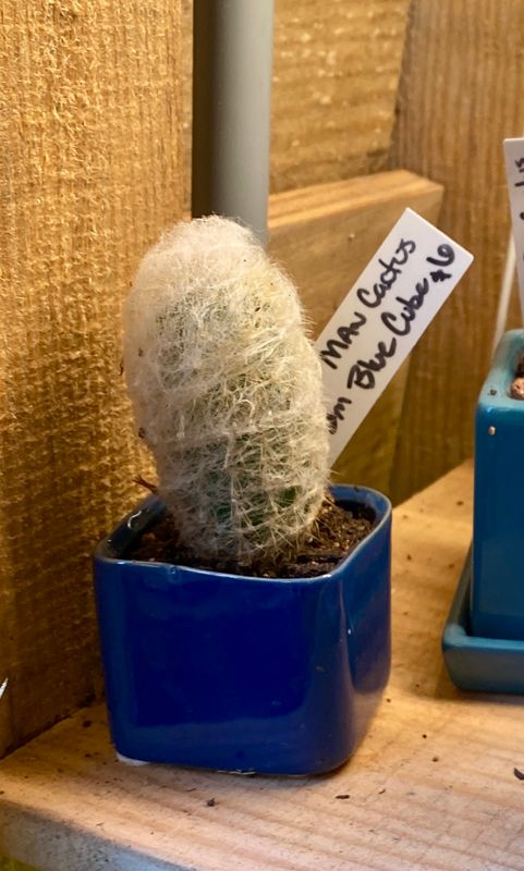 Old Man Cactus in Little Blue Pot
