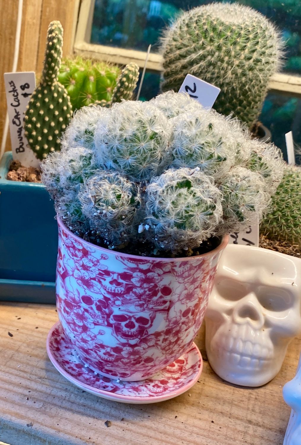 Cactus in Pink and White Skull Planter