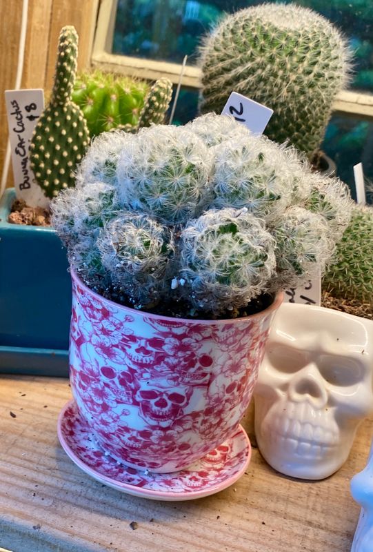 Cactus in Pink and White Skull Planter