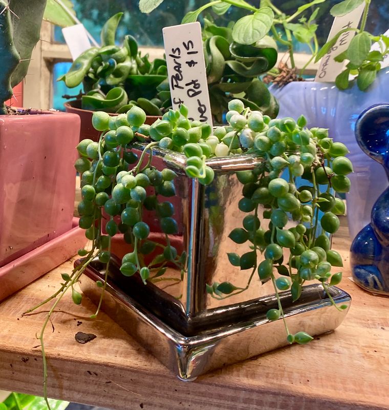 String of Pearls Variegated in Metallic Silver Planter