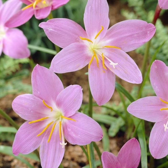 Rain Lily - Pink - New