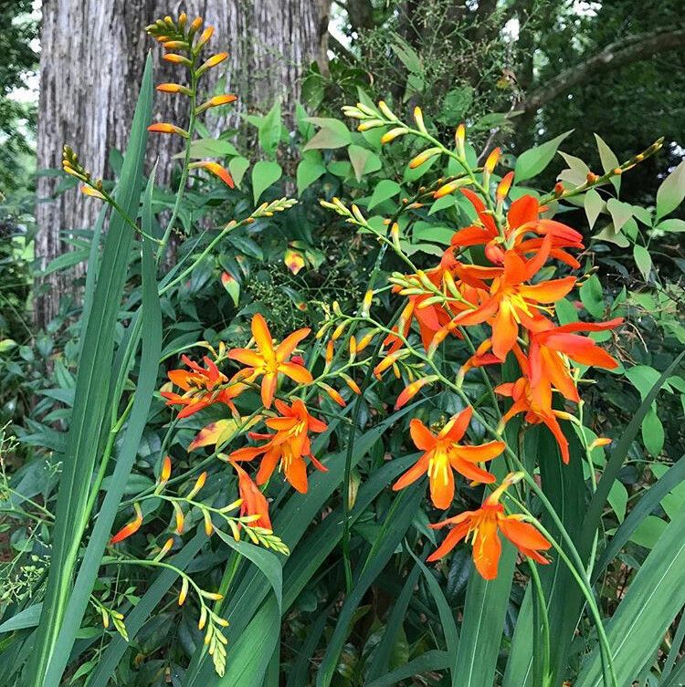 Crocosmia Masoniorum