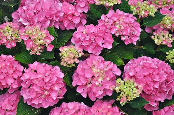 Hydrangea Forever Pink