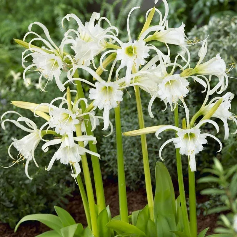 Peruvian Daffodil - White Spider Lily 3 bulbs per pot