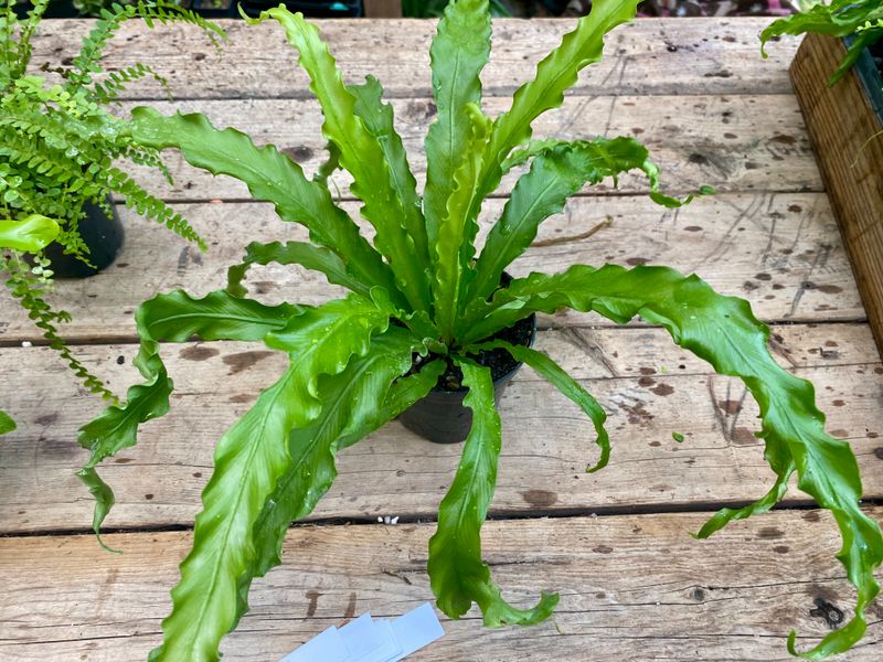 Fern Bird&#39;s Nest &#39;Victoria&#39; 4&quot; Pot