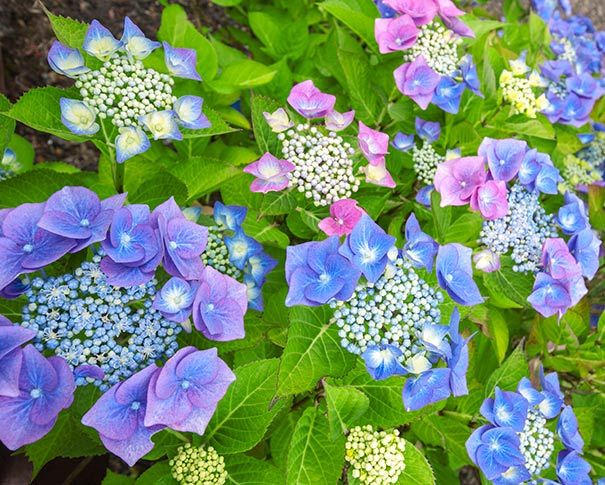 Hydrangea Tellers Blue