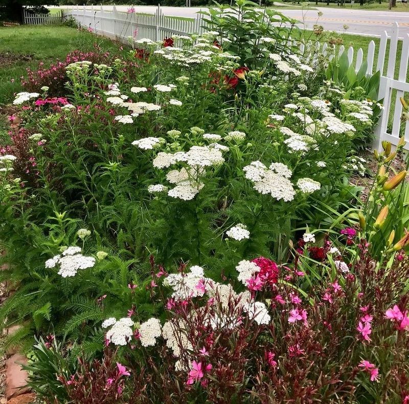 Yarrow White Heirloom