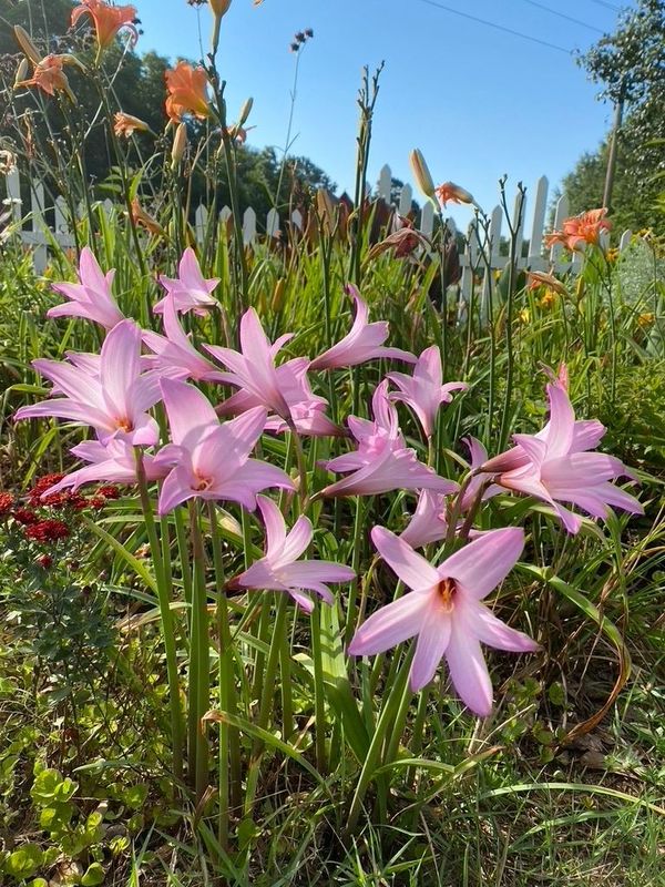 Rain Lily - Heirloom