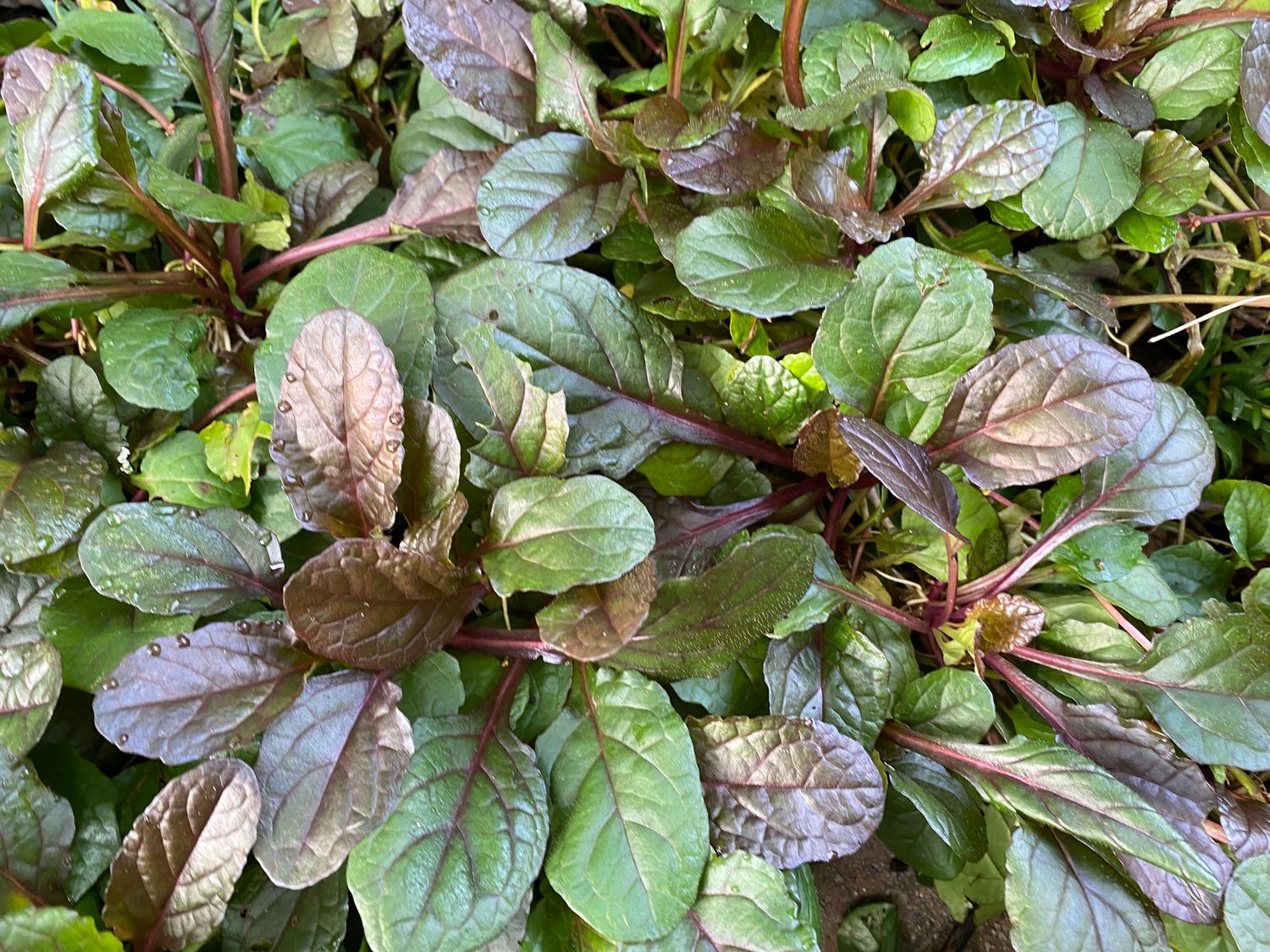 Ajuga Plant Chocolate Chip 4&quot; Pot