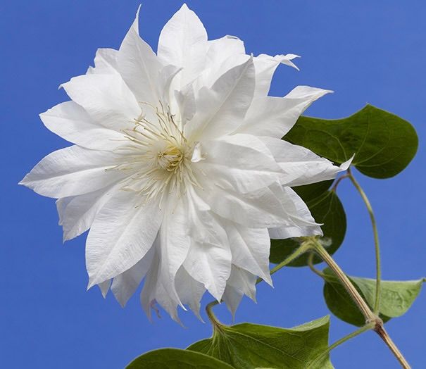 Clematis Duchess of Edinburgh 4&quot; Tall Pot