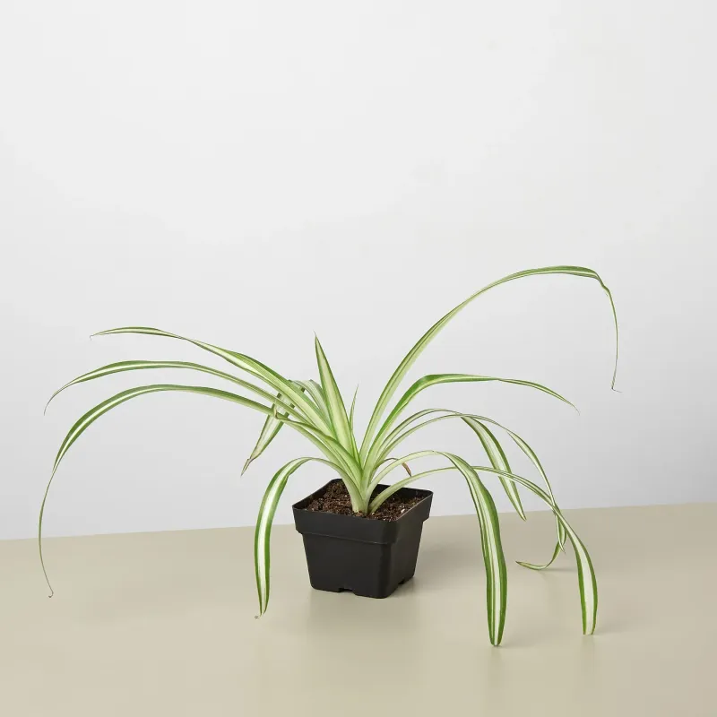 Spider Plant Reverse 3-inch