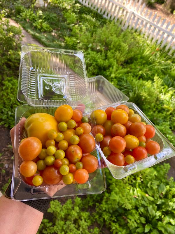 Tomato Packs 8 oz - $2