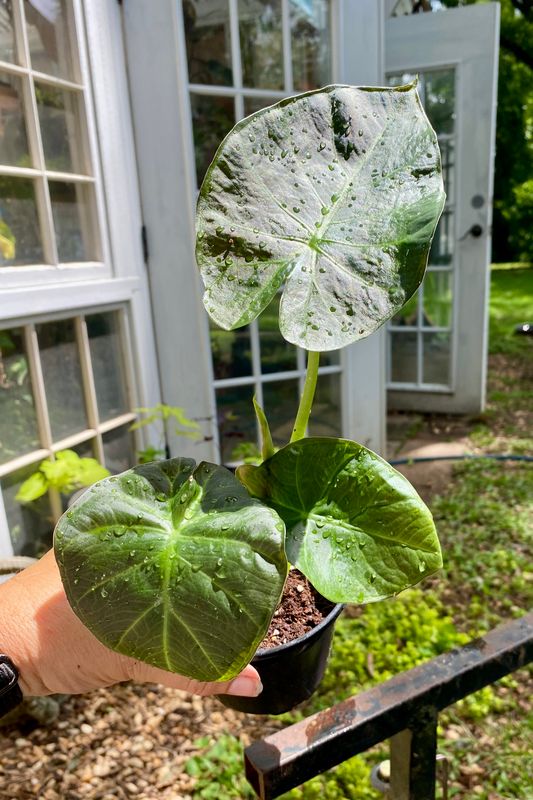 Alocasia Regal Shield 4&quot; pot