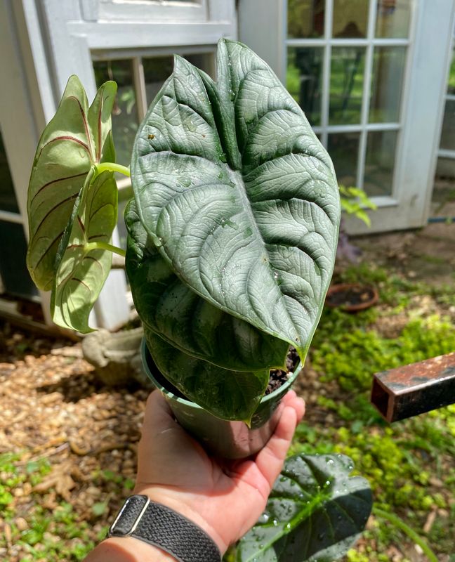 Alocasia Silver Dragon 4&quot; Pot