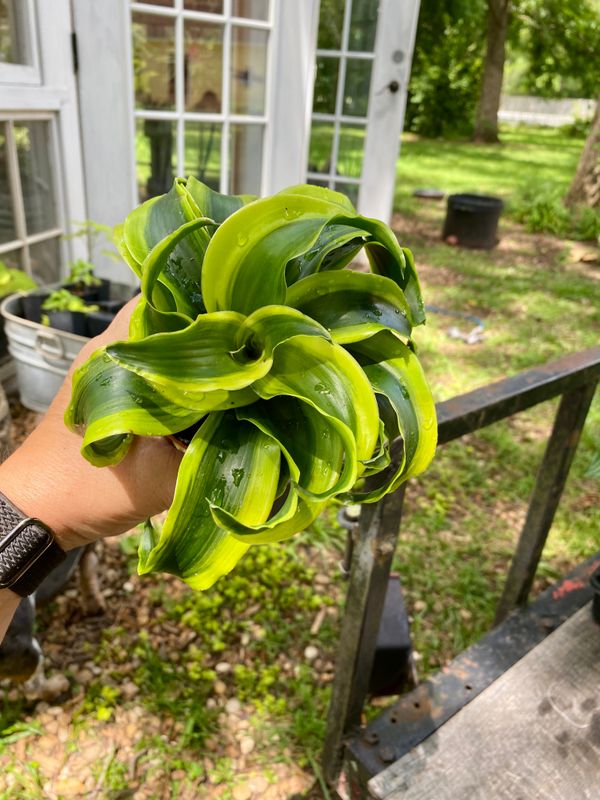 Dracaena Tornado 4&quot; Pot Live Plant