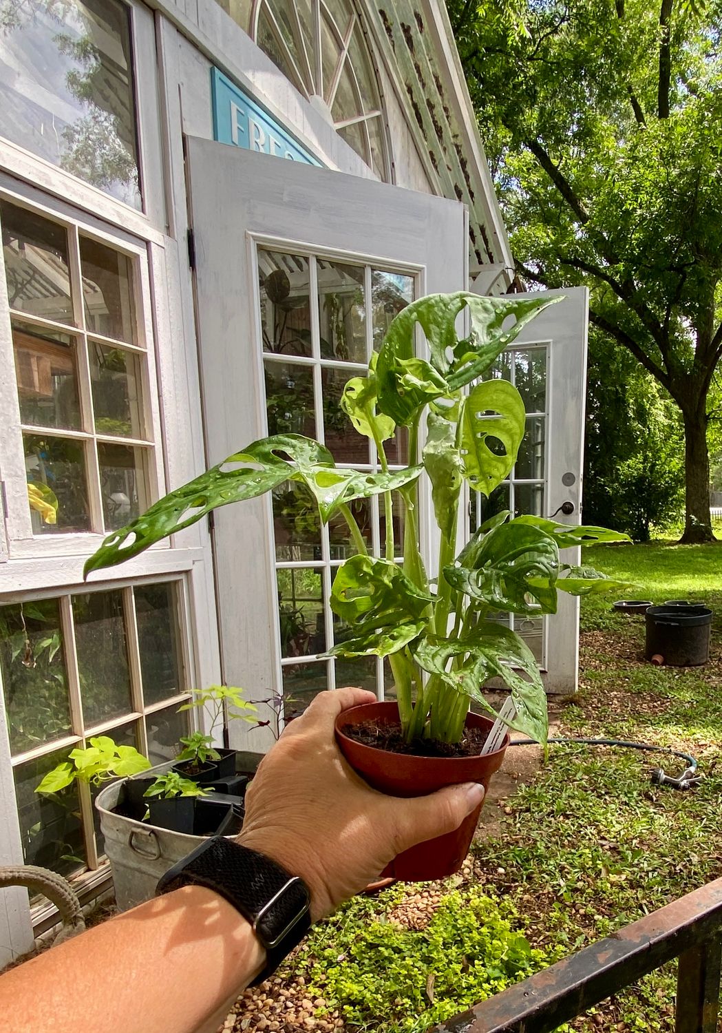 Monstera Adansonii &#39;Swiss Cheese&#39; 4&quot; Pot