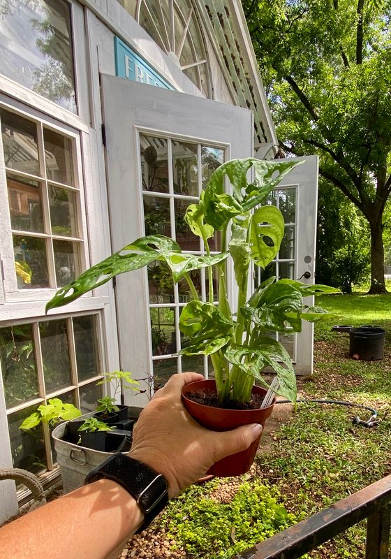 Monstera Adansonii &#39;Swiss Cheese&#39; 4&quot; Pot