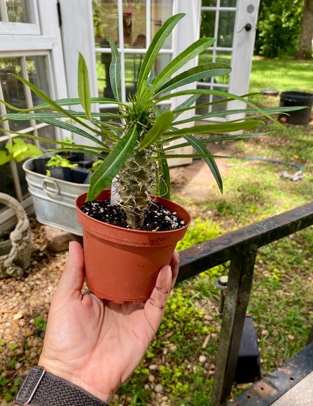 Madagascar Palm or Pachypodium &#39;lamerei&#39; 4&quot; Pot