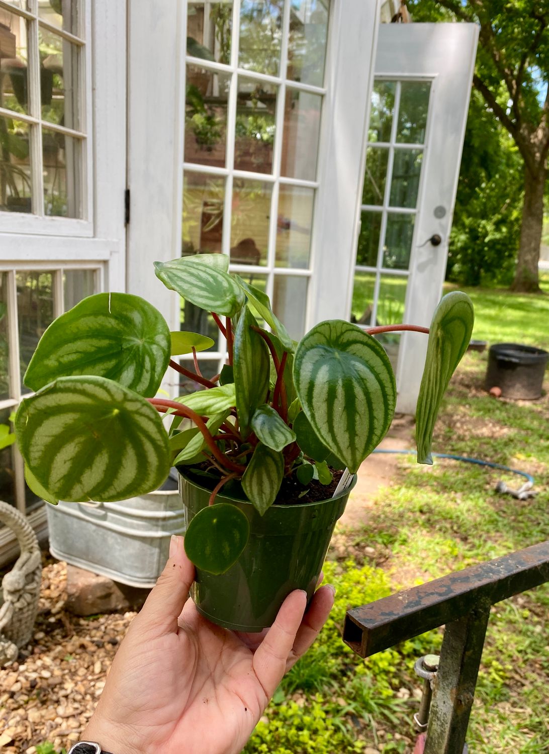 Peperomia Watermelon 4&quot; Pot