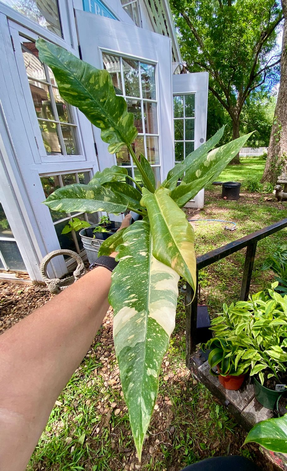 Philodendron ‘Variegated Ring of Fire’ - 4&quot; Pot