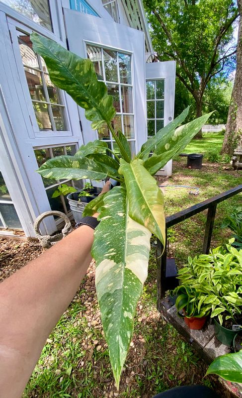 Philodendron ‘Variegated Ring of Fire’ - 4&quot; Pot