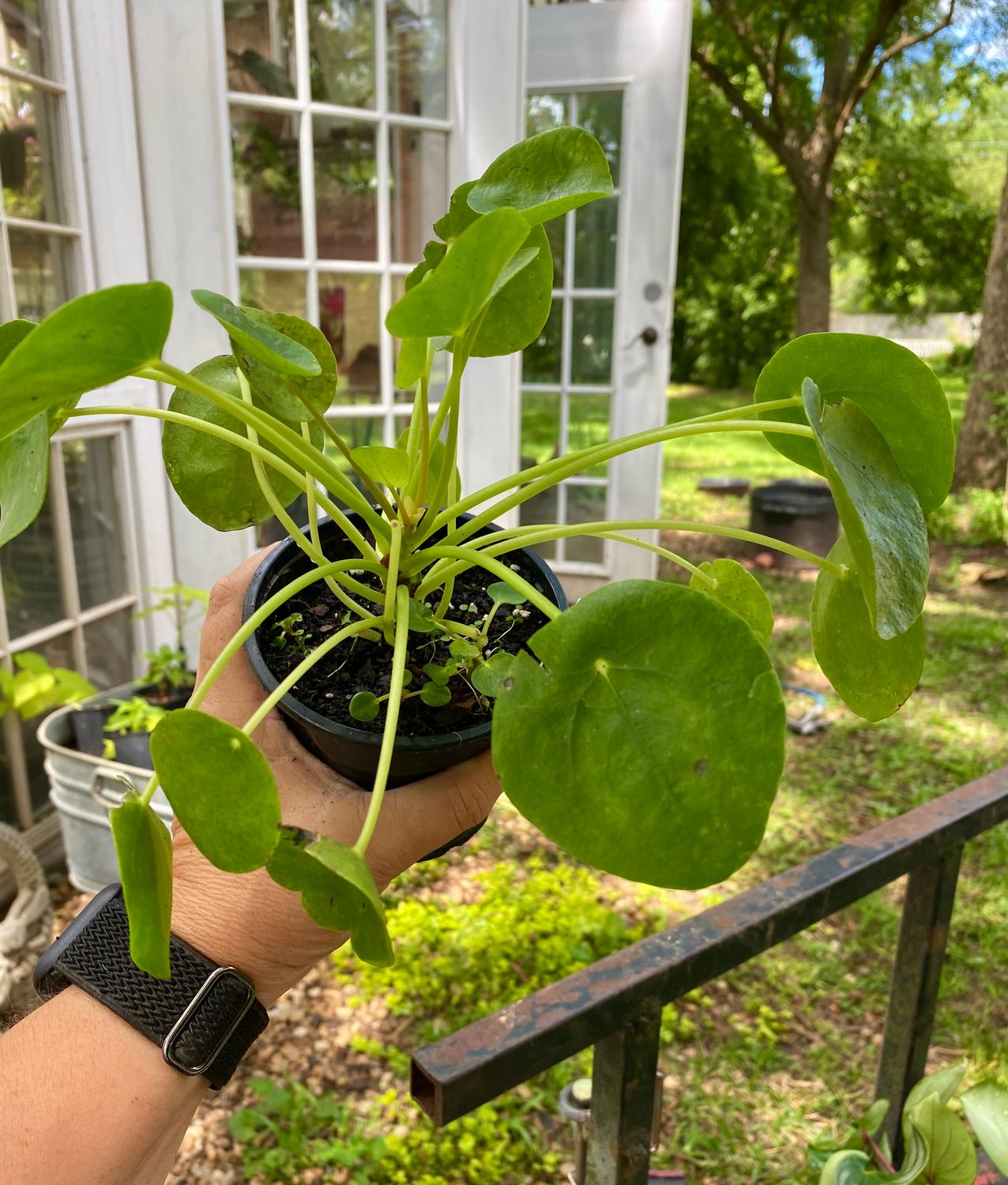 Pilea Peperomioides &#39;Chinese Money&#39; 4&quot; Pot