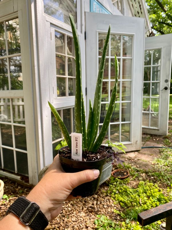 Aloe Vera Barbadensis Mill Burn First Aid Plant True Aloe 4&quot; Pot Live Plant