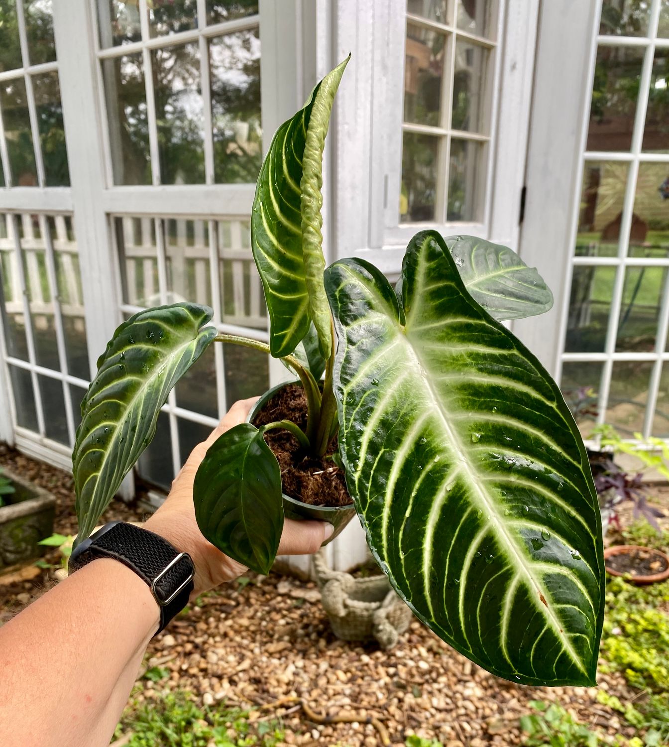 Xanthosoma &#39;lendenii&#39; - 4&quot; Pot