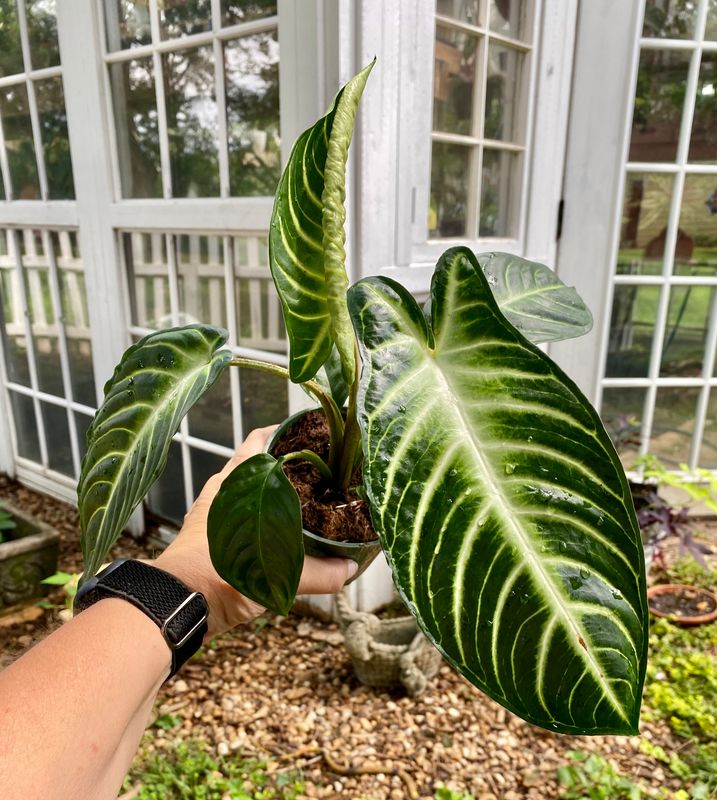 Xanthosoma &#39;lendenii&#39; - 4&quot; Pot