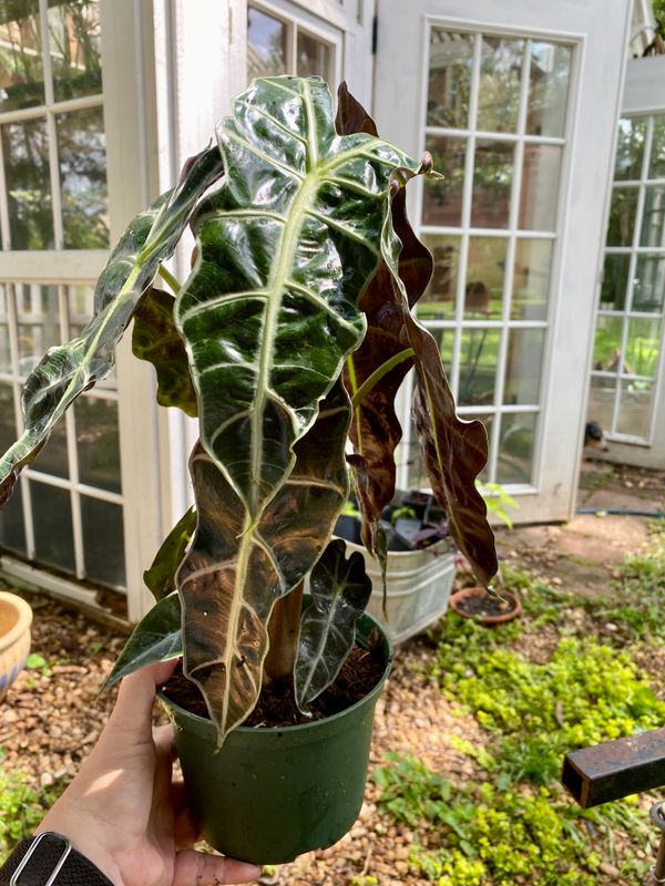 Alocasia Polly &#39;African Mask&#39; 6&quot; Pot