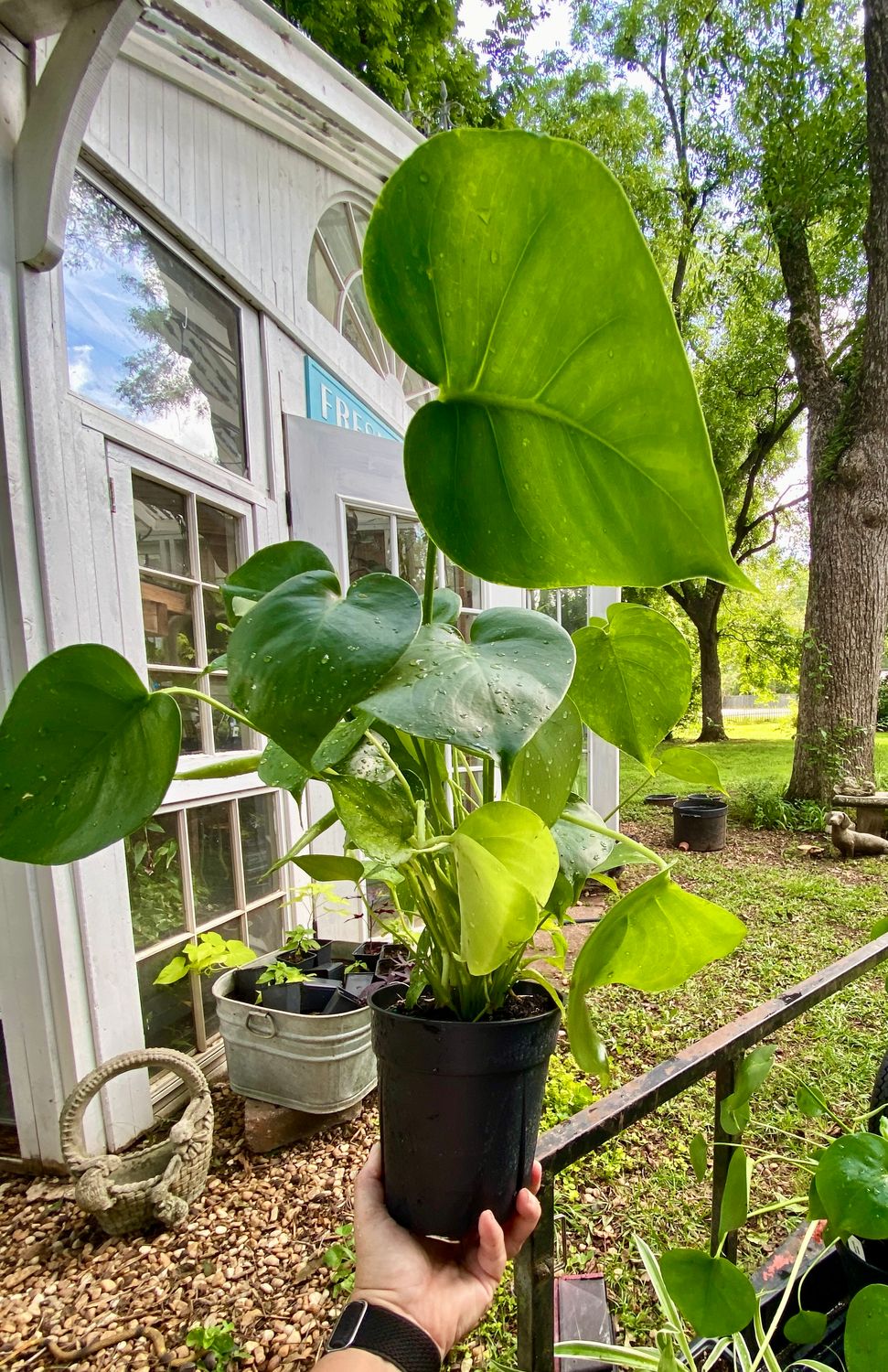 Monstera Deliciosa Live Plant, 6-Inch